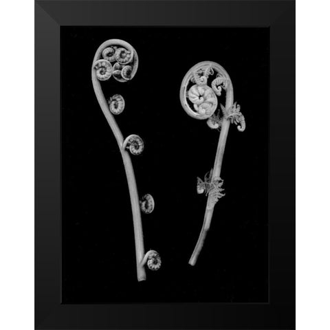 Floral B-W - 22 Black Modern Wood Framed Art Print by Blaustein, Alan