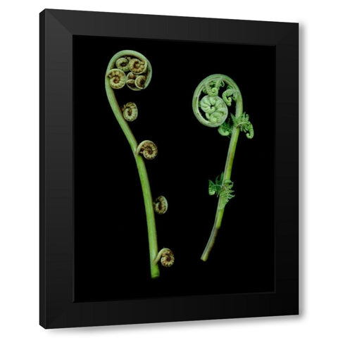 Floral Color - 22 Black Modern Wood Framed Art Print by Blaustein, Alan