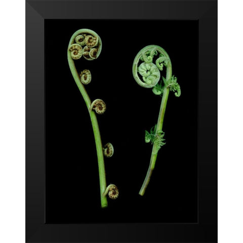 Floral Color - 22 Black Modern Wood Framed Art Print by Blaustein, Alan