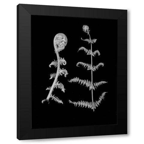 Floral B-W - 23 Black Modern Wood Framed Art Print by Blaustein, Alan