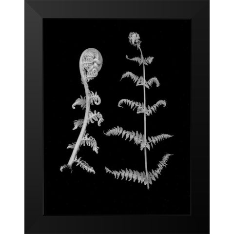 Floral B-W - 23 Black Modern Wood Framed Art Print by Blaustein, Alan