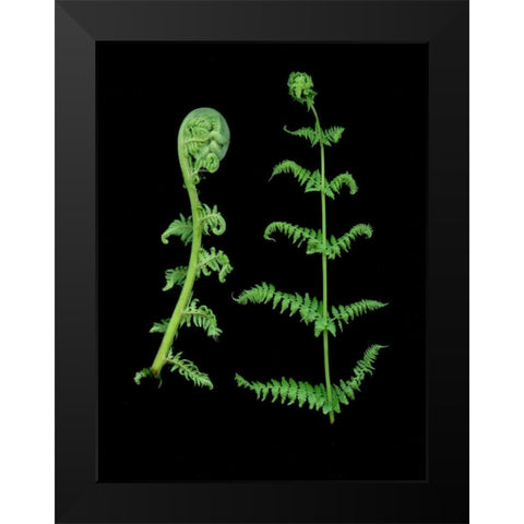 Floral Color - 23 Black Modern Wood Framed Art Print by Blaustein, Alan