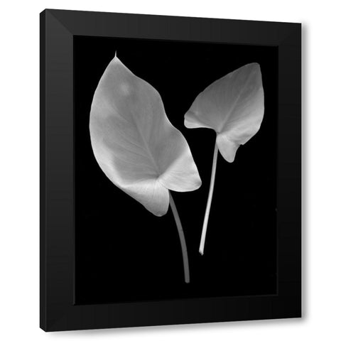 Floral B-W - 24 Black Modern Wood Framed Art Print by Blaustein, Alan