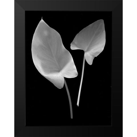 Floral B-W - 24 Black Modern Wood Framed Art Print by Blaustein, Alan