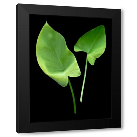 Floral Color - 24 Black Modern Wood Framed Art Print by Blaustein, Alan