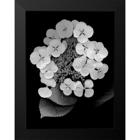 Floral B-W - 25 Black Modern Wood Framed Art Print by Blaustein, Alan