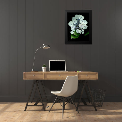 Floral Color - 25 Black Modern Wood Framed Art Print by Blaustein, Alan