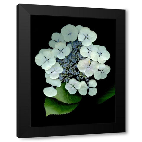 Floral Color - 25 Black Modern Wood Framed Art Print with Double Matting by Blaustein, Alan