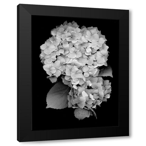 Floral B-W - 26 Black Modern Wood Framed Art Print by Blaustein, Alan
