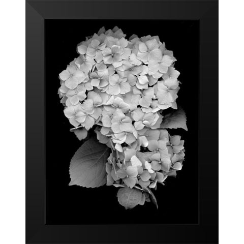 Floral B-W - 26 Black Modern Wood Framed Art Print by Blaustein, Alan