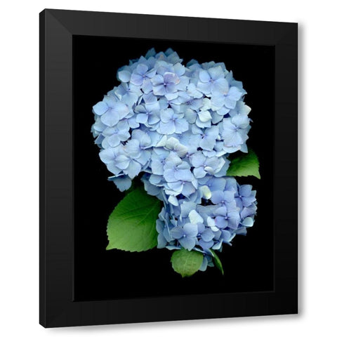 Floral Color - 26 Black Modern Wood Framed Art Print with Double Matting by Blaustein, Alan
