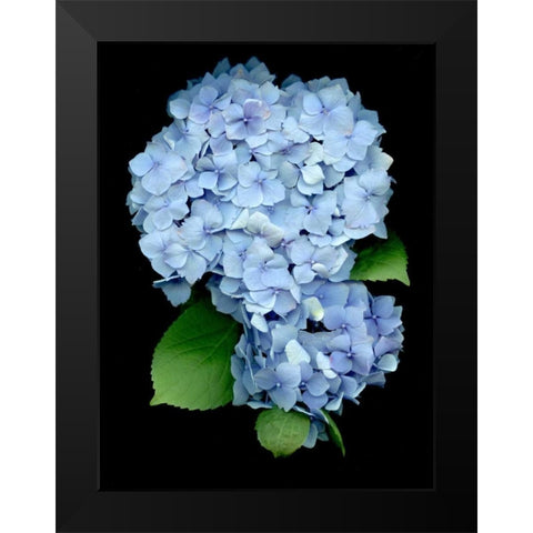 Floral Color - 26 Black Modern Wood Framed Art Print by Blaustein, Alan