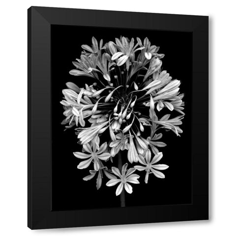 Floral B-W - 27 Black Modern Wood Framed Art Print by Blaustein, Alan