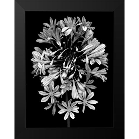 Floral B-W - 27 Black Modern Wood Framed Art Print by Blaustein, Alan