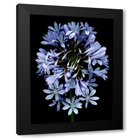 Floral Color - 27 Black Modern Wood Framed Art Print by Blaustein, Alan