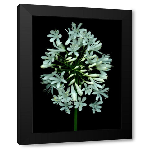 Floral Color - 28 Black Modern Wood Framed Art Print with Double Matting by Blaustein, Alan