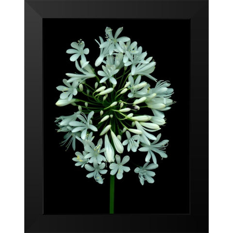 Floral Color - 28 Black Modern Wood Framed Art Print by Blaustein, Alan