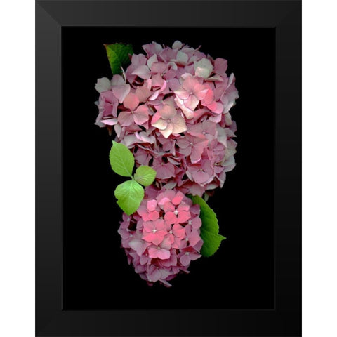 Floral Color - 29 Black Modern Wood Framed Art Print by Blaustein, Alan