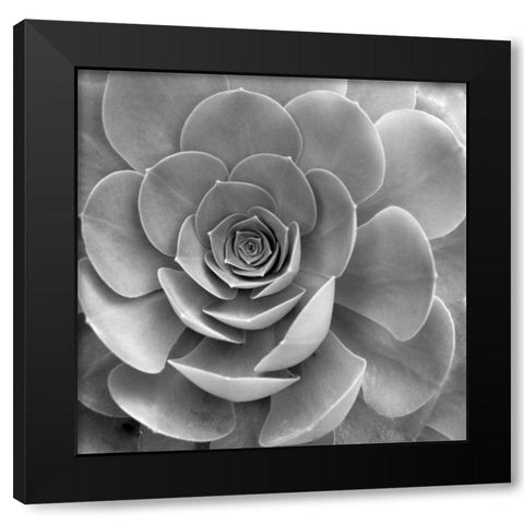 Floral - 22 Black Modern Wood Framed Art Print with Double Matting by Blaustein, Alan