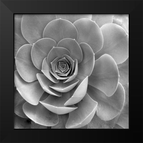 Floral - 22 Black Modern Wood Framed Art Print by Blaustein, Alan