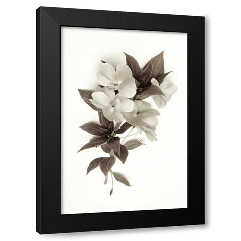 Garden Bloom - 4 Black Modern Wood Framed Art Print with Double Matting by Blaustein, Alan