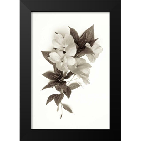 Garden Bloom - 4 Black Modern Wood Framed Art Print by Blaustein, Alan