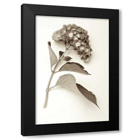 Garden Bloom - 1 Black Modern Wood Framed Art Print by Blaustein, Alan