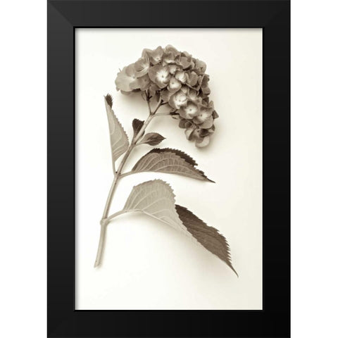 Garden Bloom - 1 Black Modern Wood Framed Art Print by Blaustein, Alan