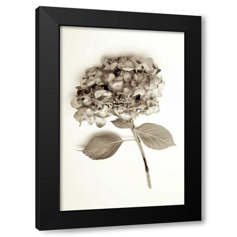 Garden Bloom - 2 Black Modern Wood Framed Art Print by Blaustein, Alan