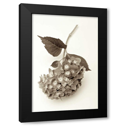 Garden Bloom - 3 Black Modern Wood Framed Art Print by Blaustein, Alan
