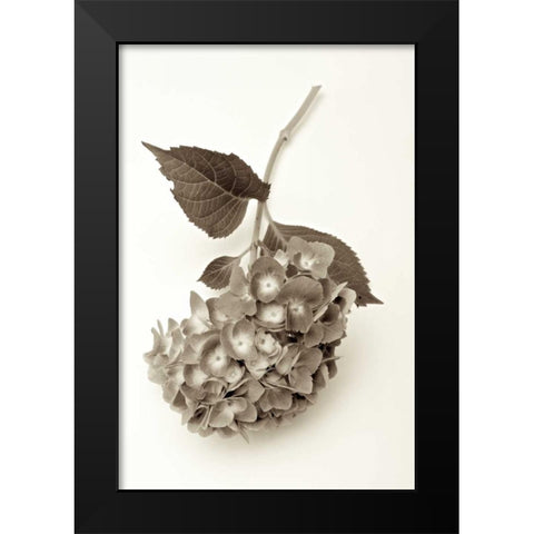 Garden Bloom - 3 Black Modern Wood Framed Art Print by Blaustein, Alan