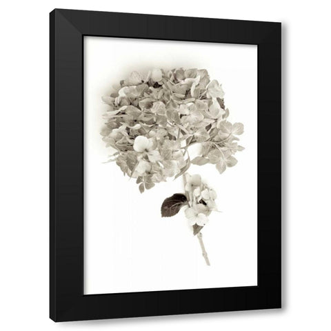 Garden Bloom - 10 Black Modern Wood Framed Art Print by Blaustein, Alan