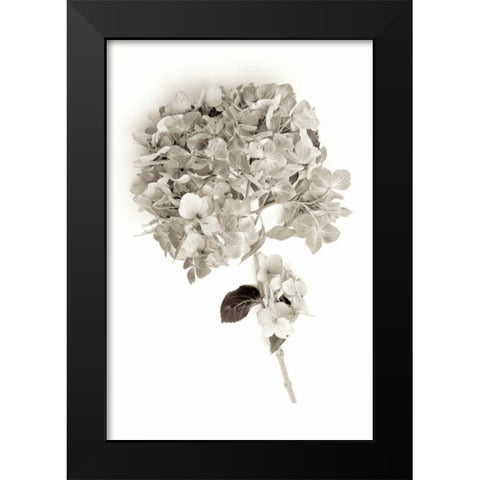 Garden Bloom - 10 Black Modern Wood Framed Art Print by Blaustein, Alan
