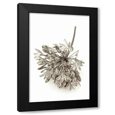 Garden Bloom - 8 Black Modern Wood Framed Art Print with Double Matting by Blaustein, Alan