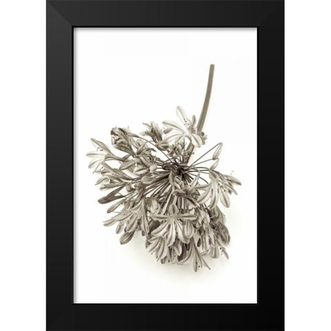 Garden Bloom - 8 Black Modern Wood Framed Art Print by Blaustein, Alan