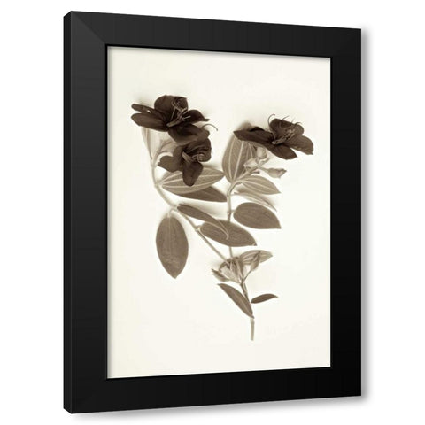 Garden Bloom - 6 Black Modern Wood Framed Art Print with Double Matting by Blaustein, Alan
