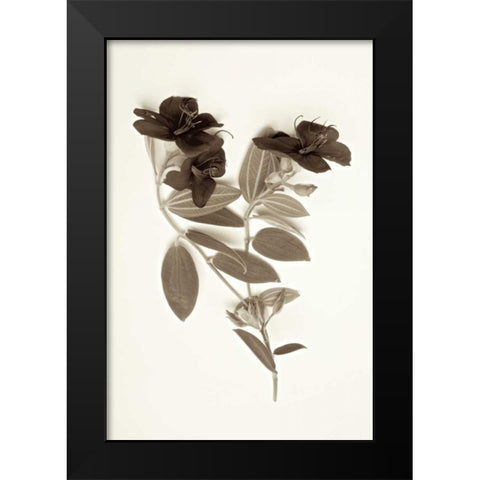 Garden Bloom - 6 Black Modern Wood Framed Art Print by Blaustein, Alan