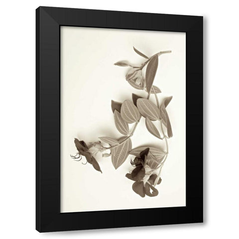 Garden Bloom - 5 Black Modern Wood Framed Art Print by Blaustein, Alan