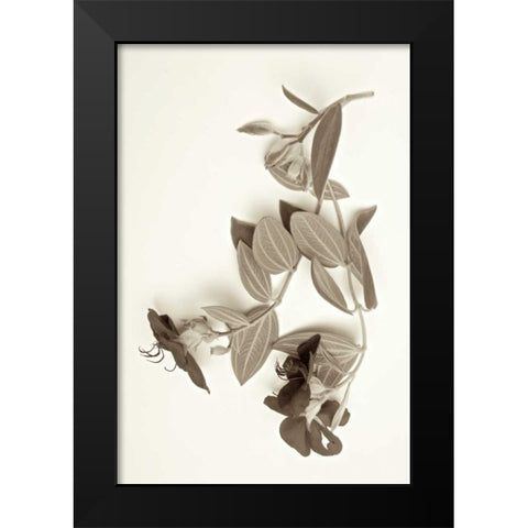 Garden Bloom - 5 Black Modern Wood Framed Art Print by Blaustein, Alan