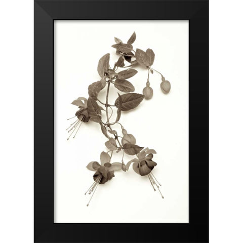 Garden Bloom - 7 Black Modern Wood Framed Art Print by Blaustein, Alan