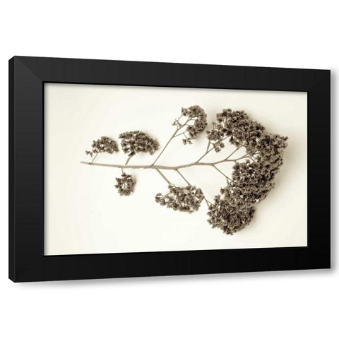Garden Bloom - 21 Black Modern Wood Framed Art Print by Blaustein, Alan