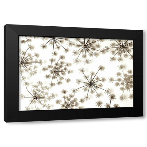 Garden Bloom - 20 Black Modern Wood Framed Art Print by Blaustein, Alan