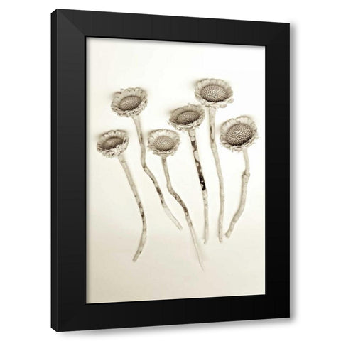Garden Bloom - 18 Black Modern Wood Framed Art Print with Double Matting by Blaustein, Alan