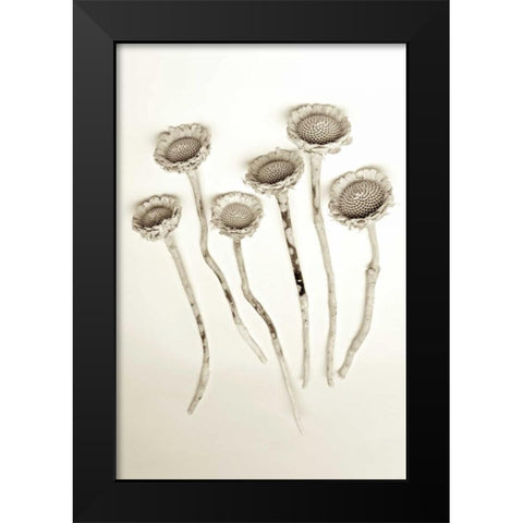 Garden Bloom - 18 Black Modern Wood Framed Art Print by Blaustein, Alan
