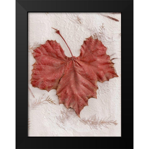 Floral - 31 Black Modern Wood Framed Art Print by Blaustein, Alan