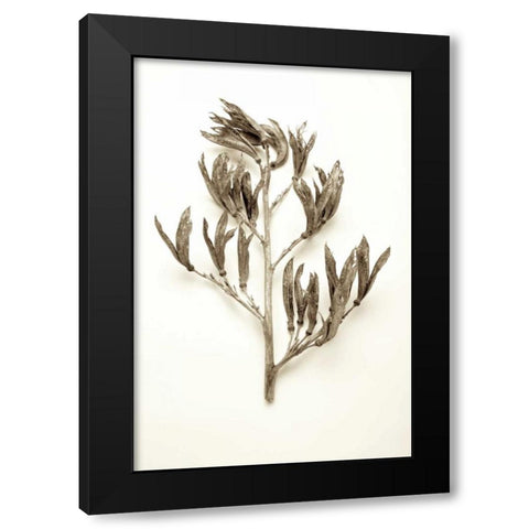 Garden Bloom - 16 Black Modern Wood Framed Art Print by Blaustein, Alan