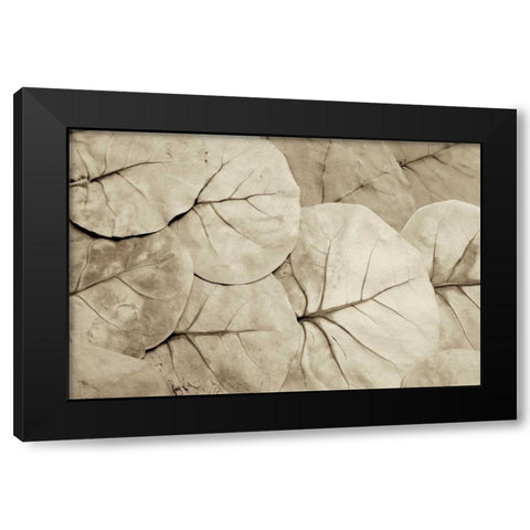 Garden Bloom - 23 Black Modern Wood Framed Art Print by Blaustein, Alan