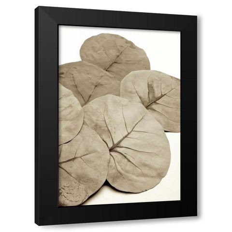 Garden Bloom - 14 Black Modern Wood Framed Art Print by Blaustein, Alan