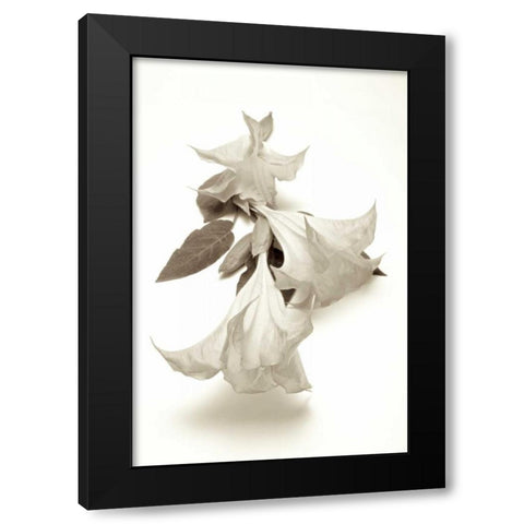 Garden Bloom - 13 Black Modern Wood Framed Art Print with Double Matting by Blaustein, Alan