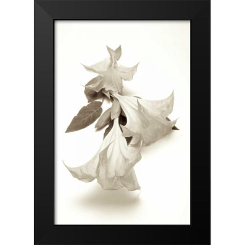 Garden Bloom - 13 Black Modern Wood Framed Art Print by Blaustein, Alan
